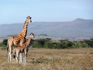 Giraffe Symbolism and Meanings