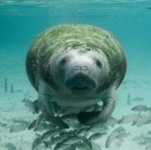 Florida Manatee