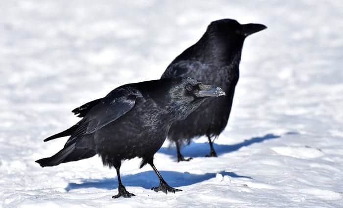 Crow Symbolism Meaning The Crow Spirit Animal UniGuide