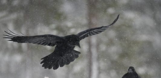 Raven in flight with mate