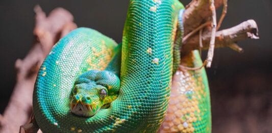 Green Tree Python