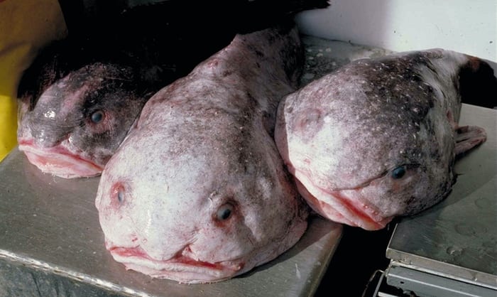 Blobfish our of water