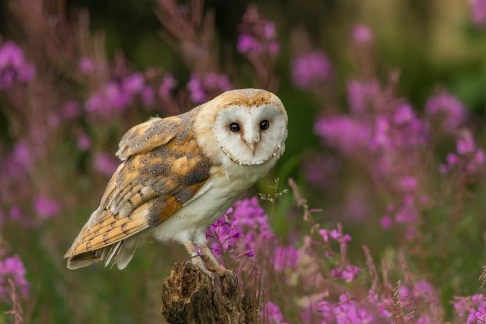 native american owl symbol