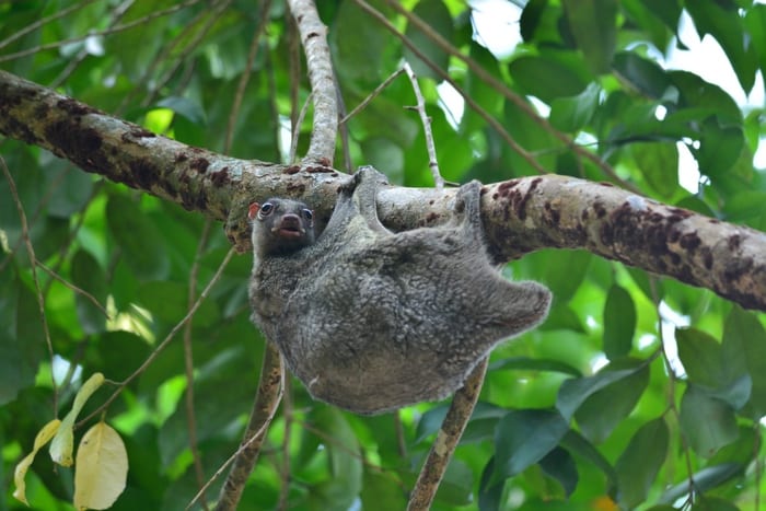 Colugo (flying lemur) hanging from a tree branch