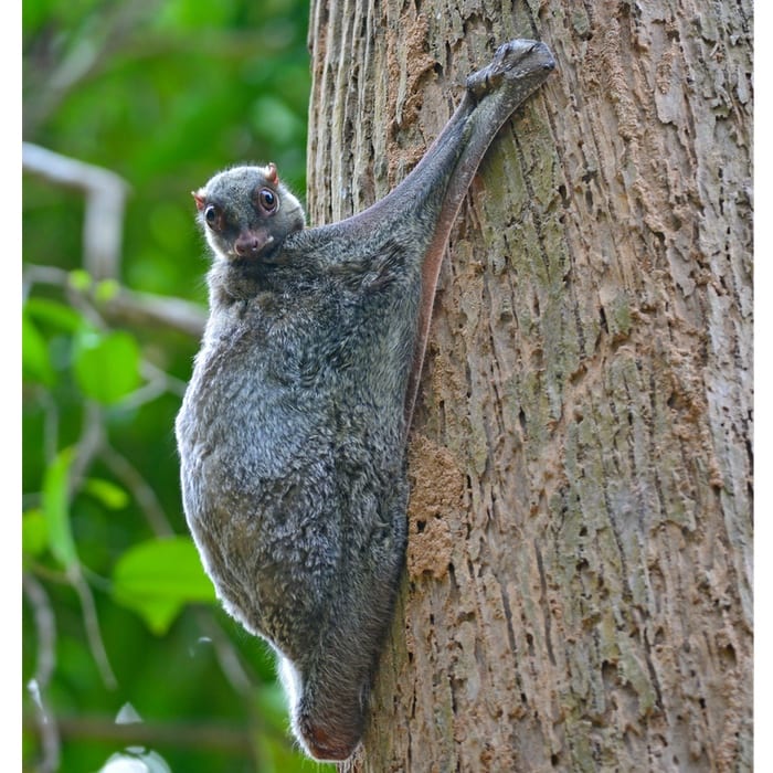 Flying lemur resting on a tree trunk