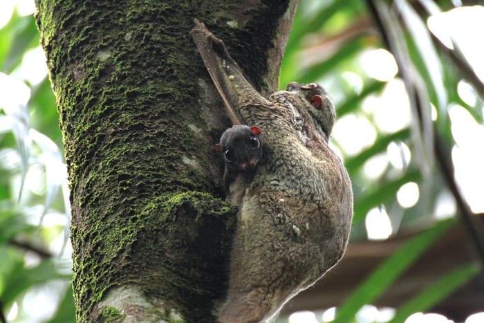 Colugo with baby