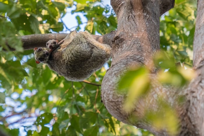 Flying lemur (Galeopterus variegatus) with baby