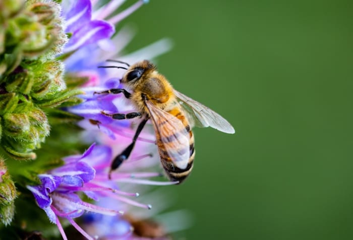 Bee Symbolism Meaning The Bee Spirit Animal UniGuide