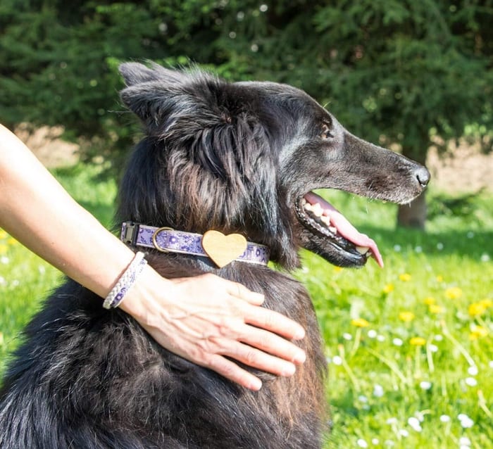 Hemp Dog Collar and Friendship Bracelet