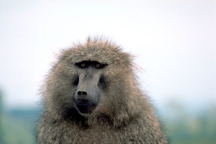 Baboon Symbolism & Meaning & The Baboon Spirit Animal