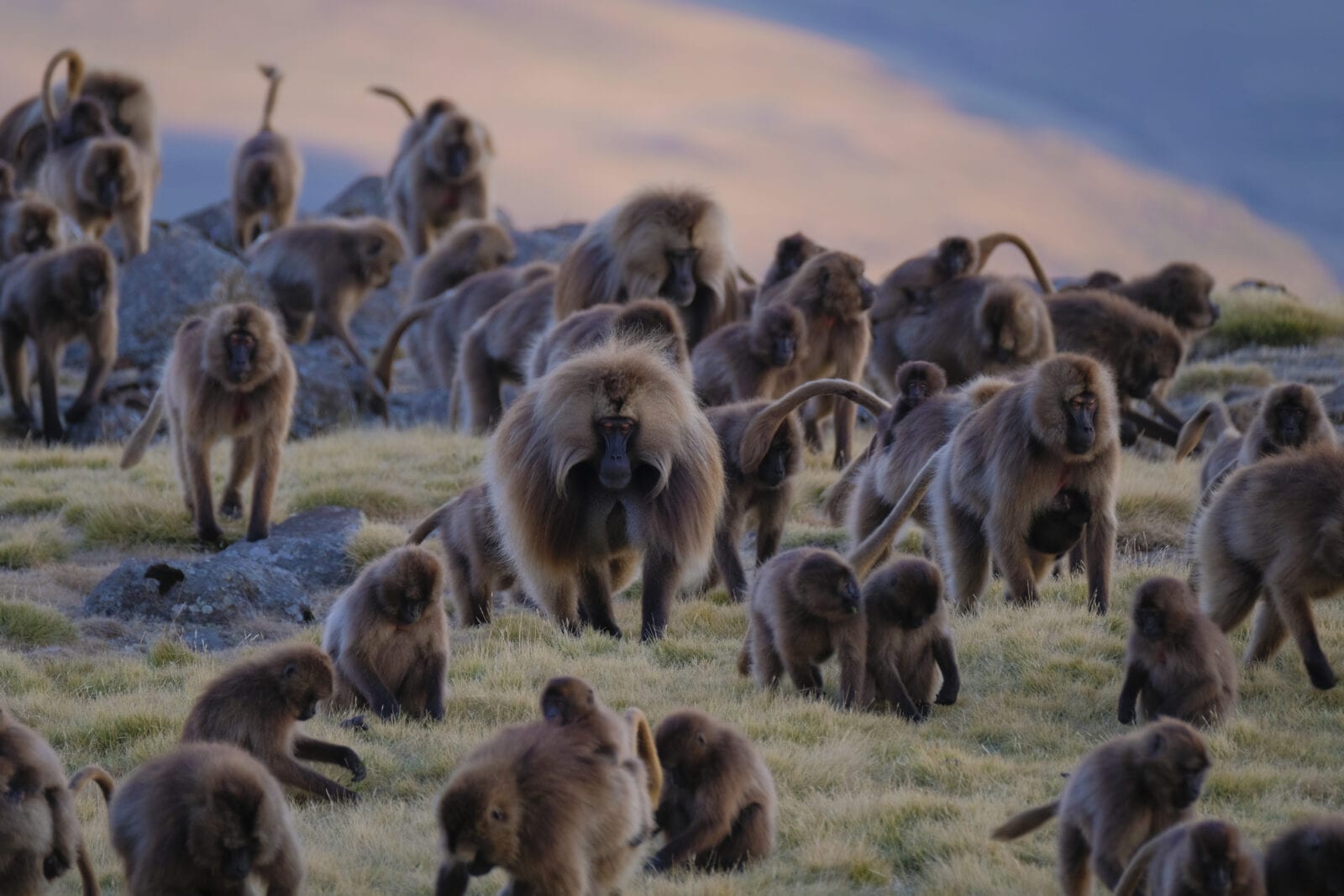 Baboon Symbolism & Meaning & The Baboon Spirit Animal