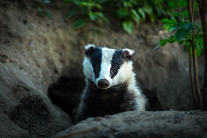 Badger Symbolism Meaning The Badger Spirit Animal UniGuide