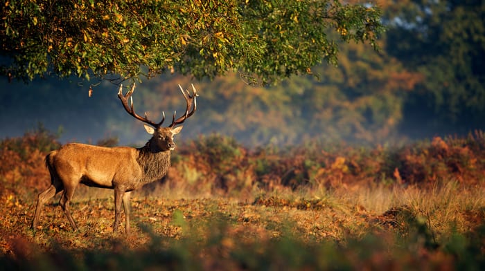 Stag Symbolism & Meaning & the Stag Spirit Animal | UniGuide