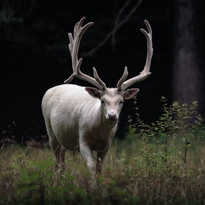 Stag Symbolism & Meaning & the Stag Spirit Animal | UniGuide