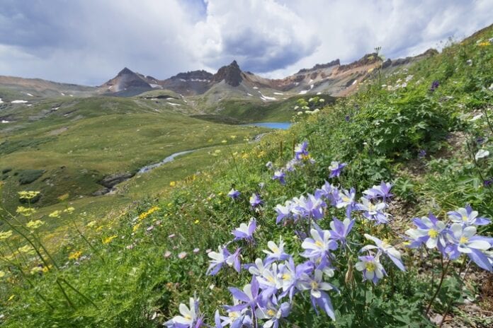 Columbine Flower Meaning, Symbolism, Mythology & Folklore | UniGuide