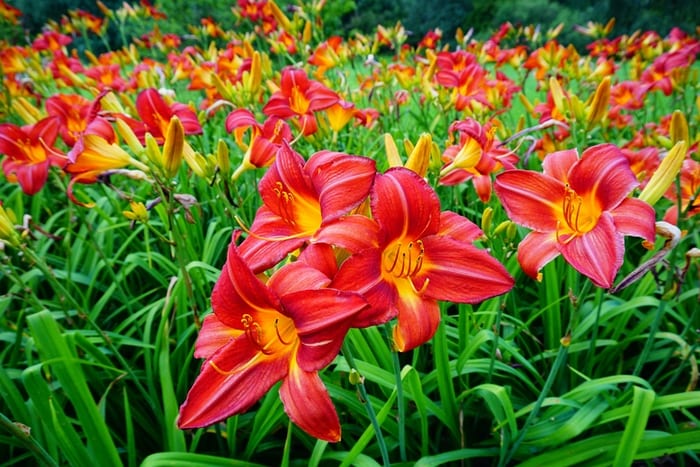 Field of Red Lilies