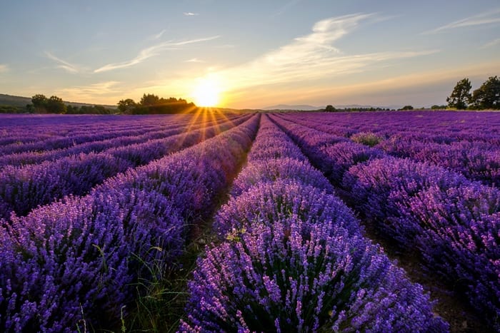 Lavender Flower Meaning, Symbolism, Mythology & Folklore | UniGuide