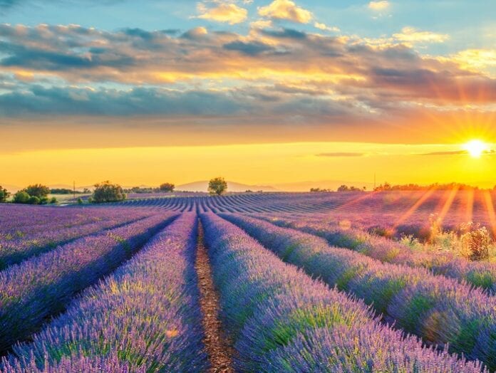 Lavender Flower Meaning, Symbolism, Mythology & Folklore | UniGuide