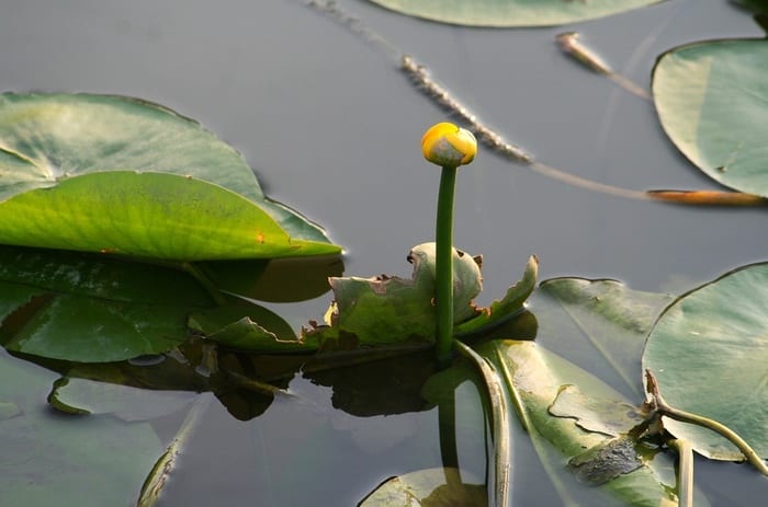 Water Lily Emerging from Water