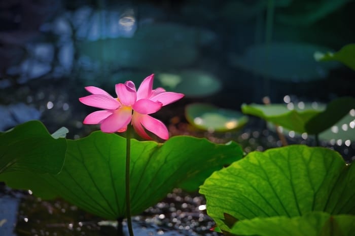 green lotus flower meaning