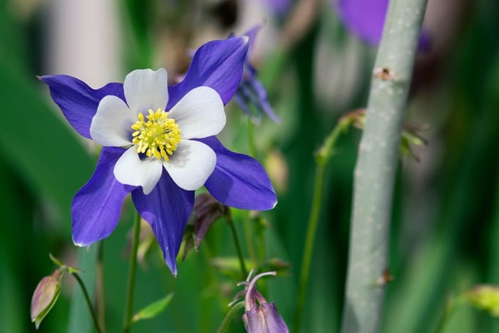 32 Best Columbine Flower Tattoos