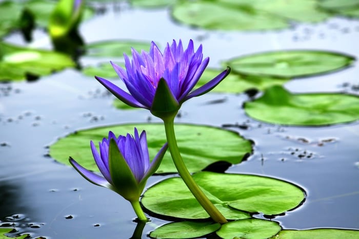 Purple Water Lilies