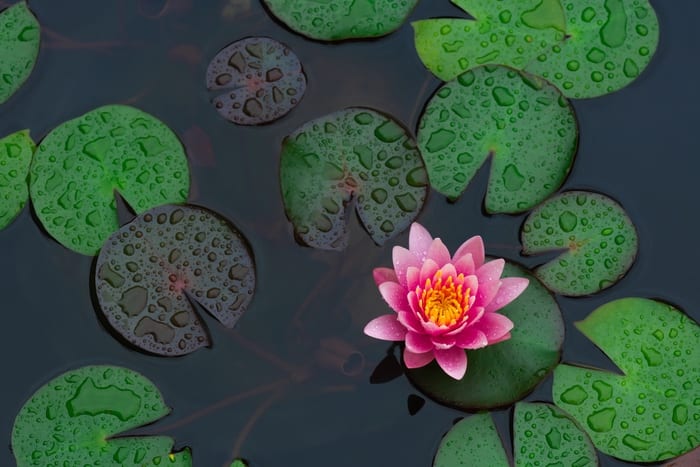 Water Lily