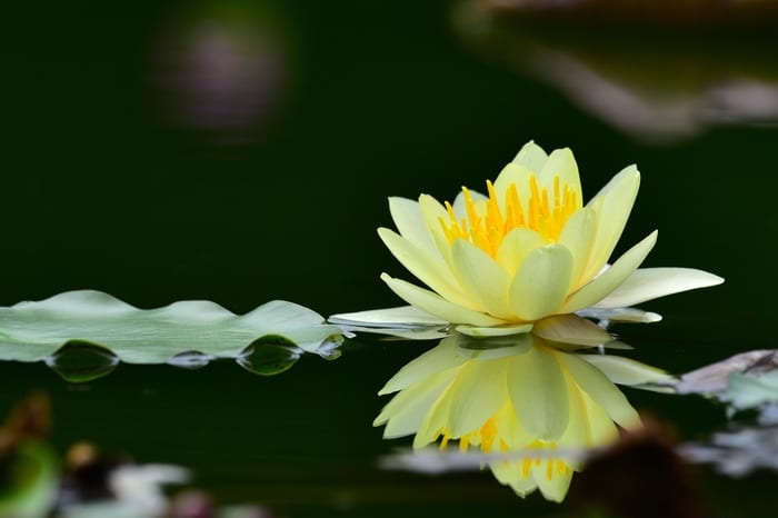 yellow lotus flowers