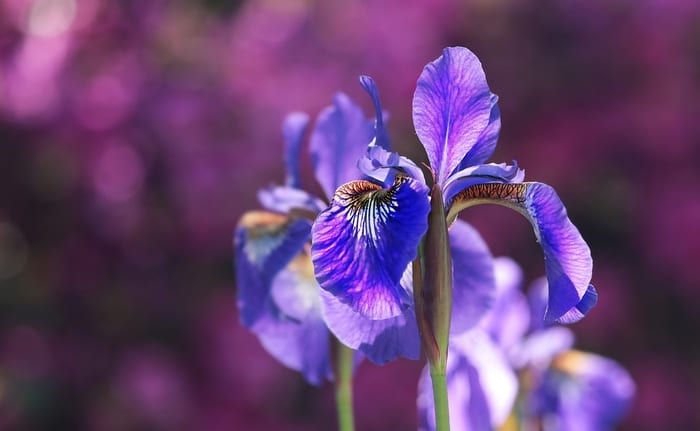 Purple Flowers