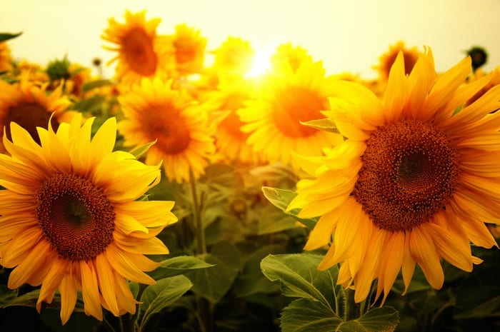 Sunflower Meaning Symbolism Mythology Folklore UniGuide