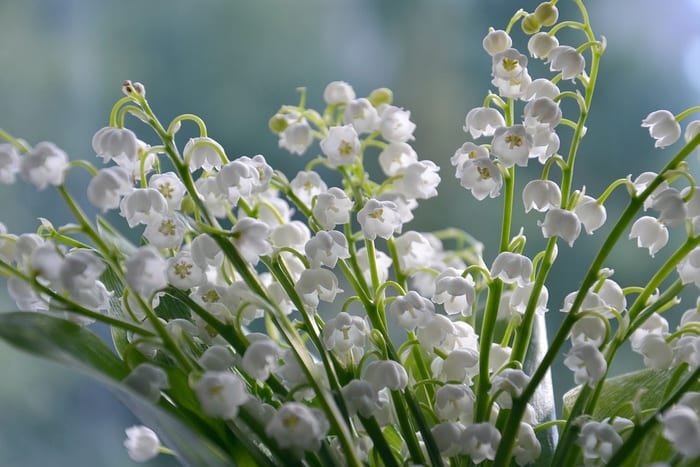 White Flowers