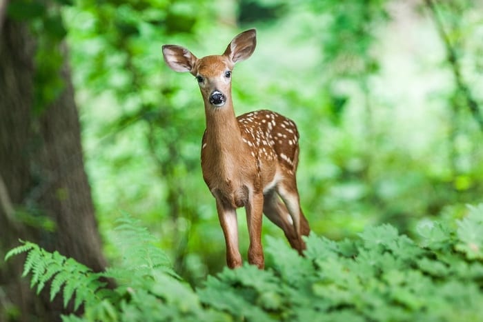 Deer Symbolism Woodlands 