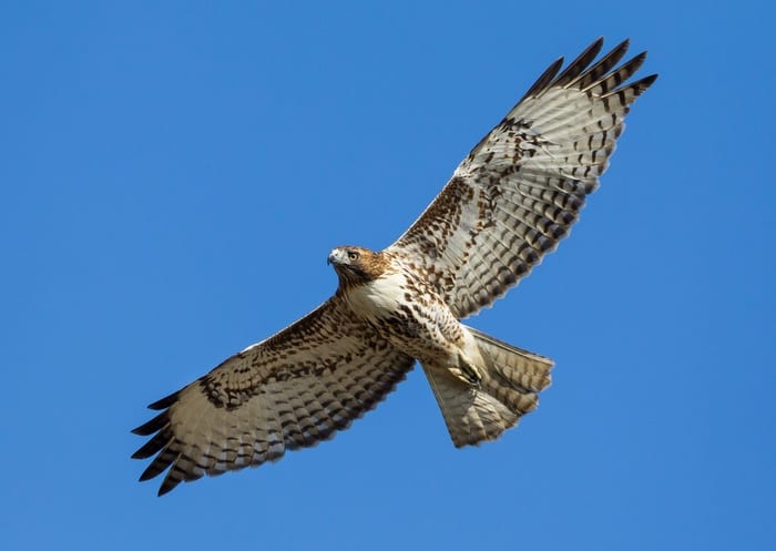 hawk meaning symbolism in flight