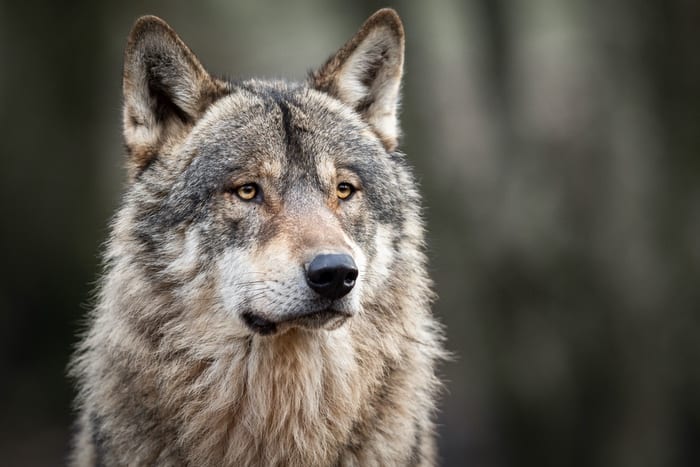 Wolf Symbolism Wolf Meaning The Wolf Spirit Animal UniGuide