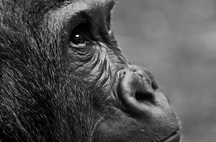 Gorilla Symbolism & Meaning & the Gorilla Spirit Animal | UniGuide