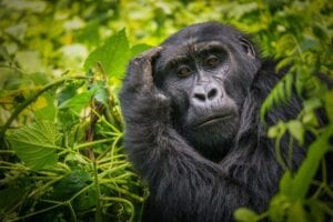 Gorilla Symbolism and Meaning