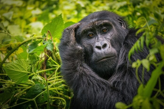 Gorilla Symbolism & Meaning & the Gorilla Spirit Animal | UniGuide