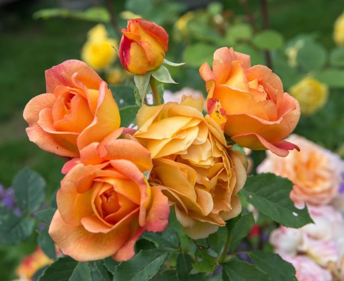 Rose Flower Meanings, Symbolism, History & Mythology