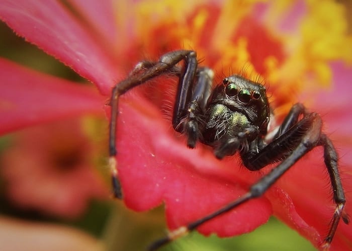 spider, Significado desde el tema Insects