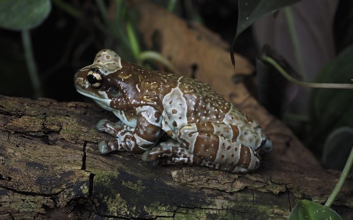 Frog Symbolism & Meaning & The Frog Spirit Animal 