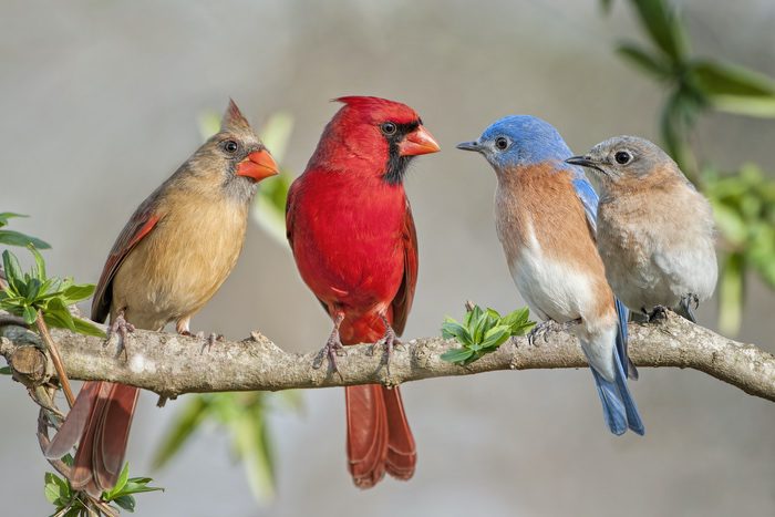 Cardinal Symbolism & Meaning & the Cardinal Spirit Animal