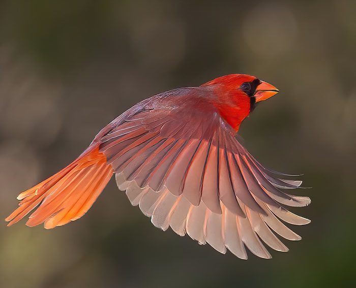 Cardinal Symbolism & Meaning & the Cardinal Spirit Animal