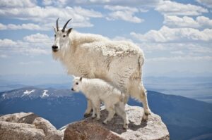 Mountain Goat and Kid