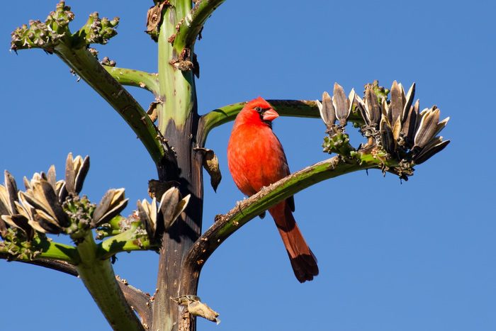 Blue Cardinals: Are They Real or a Myth?