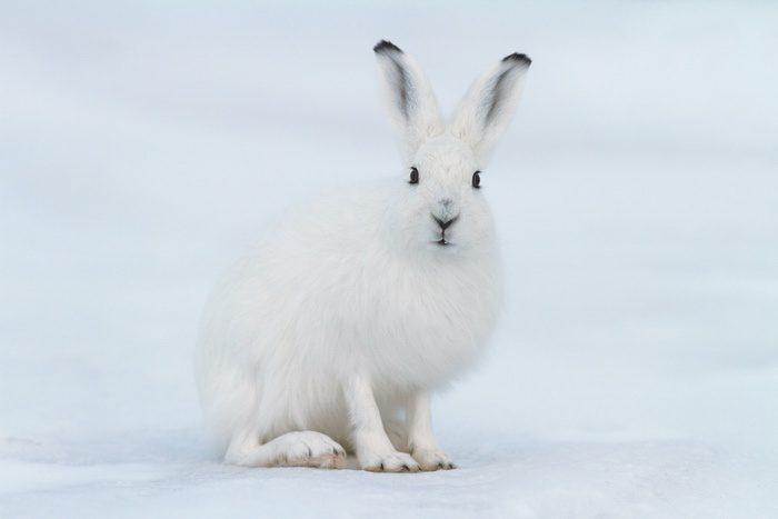 Rabbit Symbolism Meaning The Rabbit Spirit Animal UniGuide