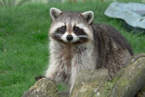 Raccoon Meaning and Symbolism
