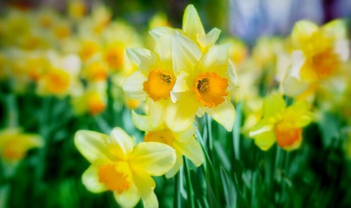 Daffodil Flower Meaning, Symbolism, Mythology & Folklore | UniGuide