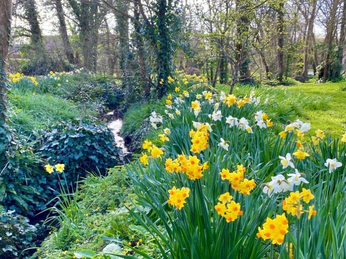 Daffodil Flower Meaning, Symbolism, Mythology & Folklore | UniGuide