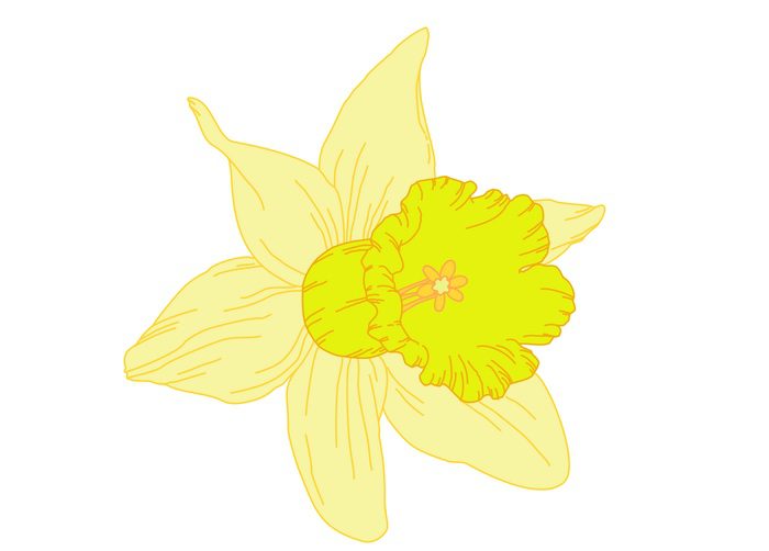 Daffodil Flower Meaning, Symbolism, Mythology & Folklore | UniGuide