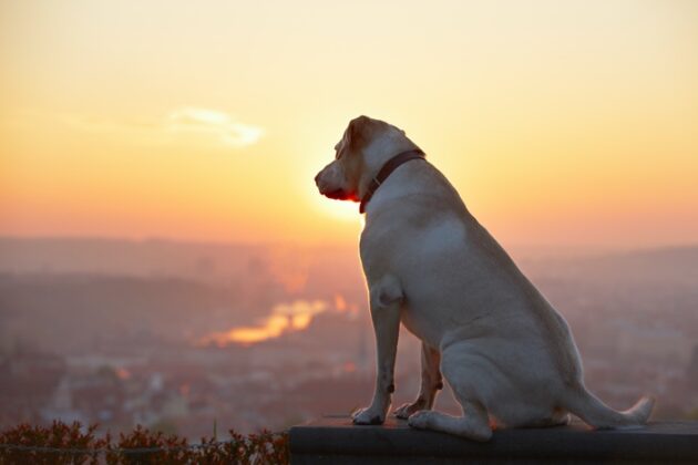 Dog Meaning, Symbolism & the Dog Spirit Animal | UniGuide